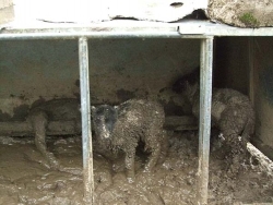 sheep neglected in squalid fold